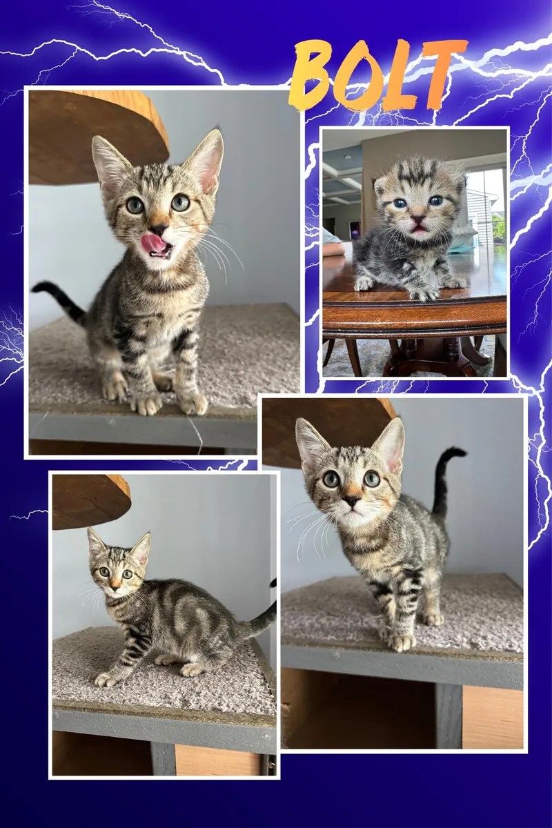 A baby small-sized male Domestic Short Hair cat named Bolt & Stormi for adoption in Lemoyne, PA