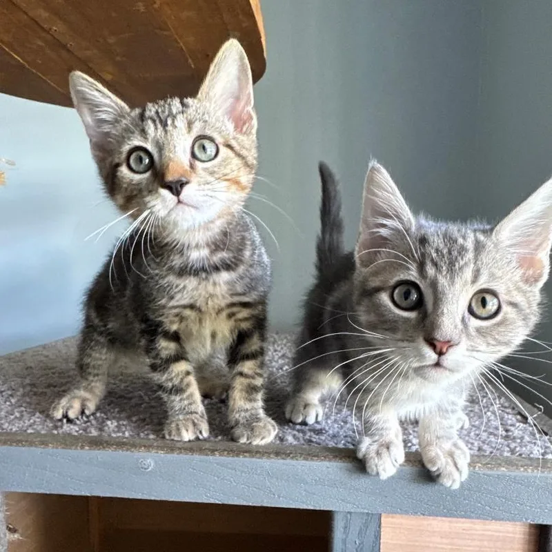 Bolt & Stormi thumbnail 2