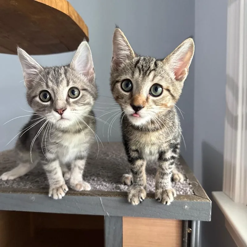 Bolt & Stormi thumbnail 4