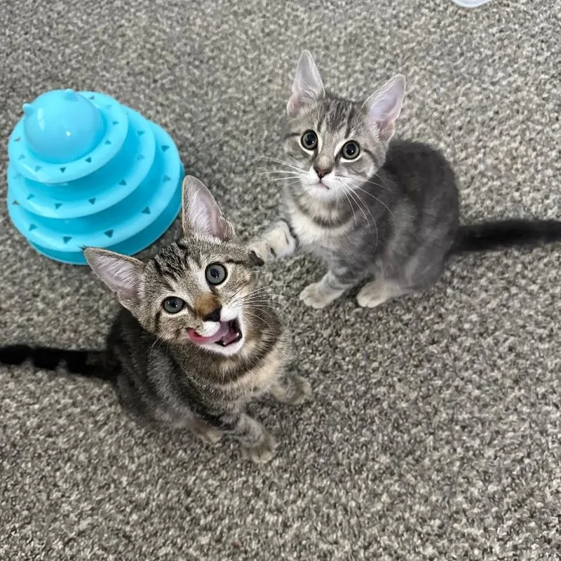 Bolt & Stormi thumbnail 5