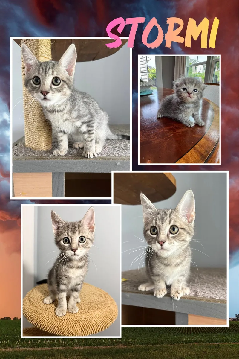 Bolt & Stormi thumbnail 6