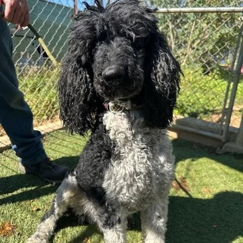 An adult large-sized male Black Standard Poodle dog named Bugatti for adoption in Agua Dulce, CA
