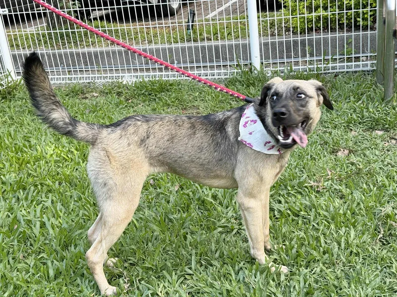 A young medium-sized female Black Mixed Breed dog named Annie for adoption in Hacienda Heights, CA