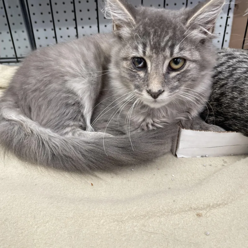 A baby medium-sized female Domestic Medium Hair cat named Zelda for adoption in Westfield, NJ