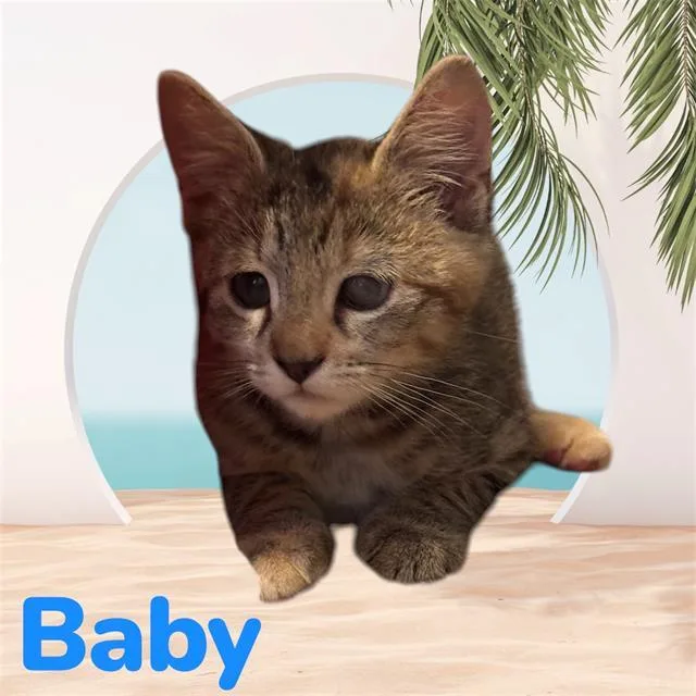 Baby