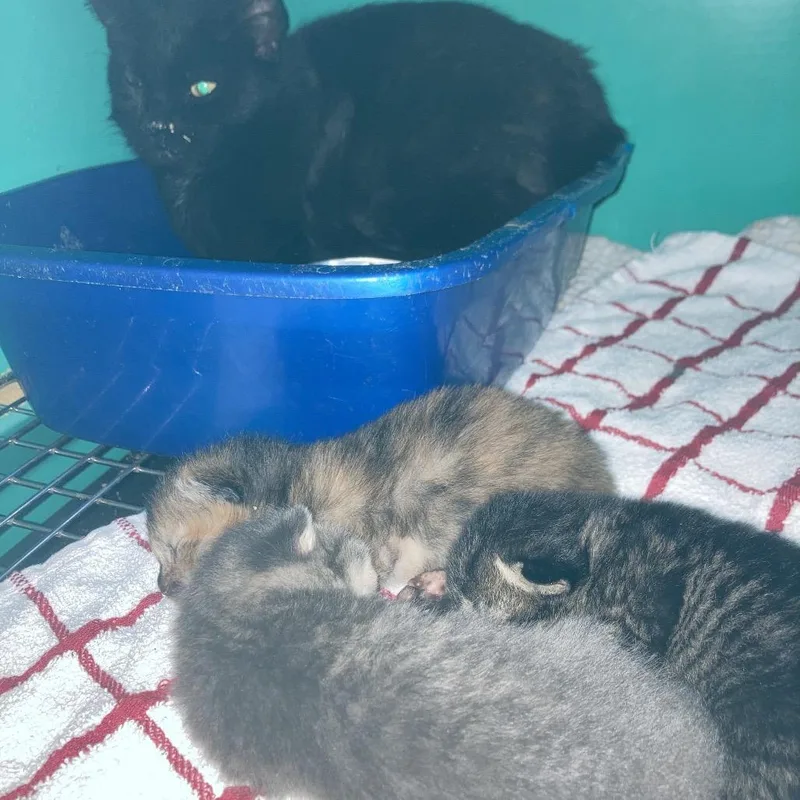 A young medium-sized female Black Domestic Short Hair cat named Bobby Ann for adoption in Rocky Mount, VA