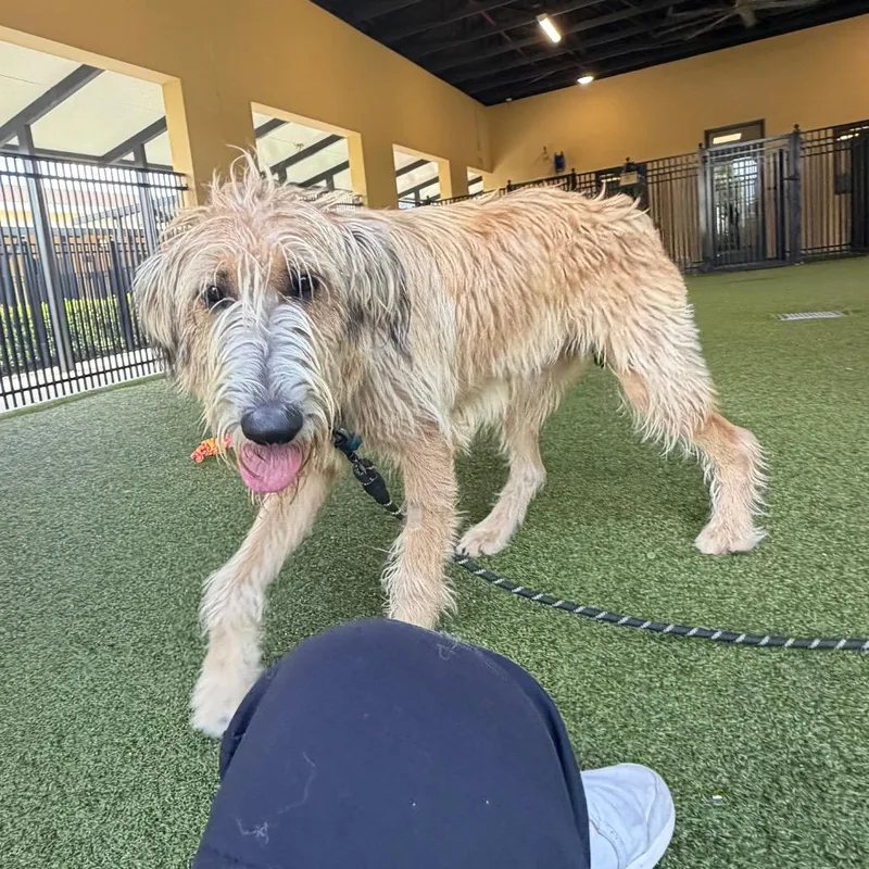 A young large-sized male Brown / Chocolate Irish Wolfhound dog named Rufio for adoption in West Palm Beach, FL