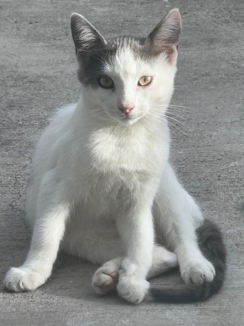A young medium-sized male Black & White / Tuxedo Domestic Short Hair cat named Marshmallow for adoption in Seal Beach, CA