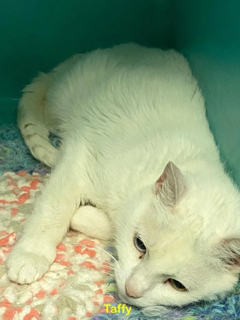 An adult medium-sized female Domestic Short Hair cat named Taffy for adoption in Plattsburgh, NY