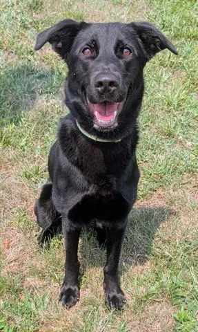 A young medium-sized female German Shepherd Dog dog named Nova for adoption in Akron, OH