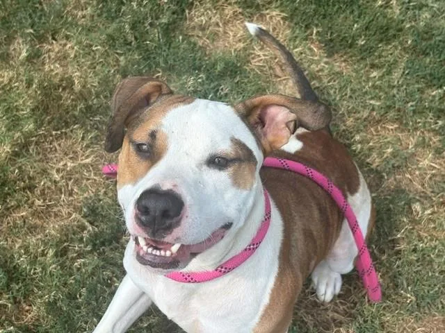 An adult large-sized male Pit Bull Terrier dog named Meatball for adoption in Tulsa, OK