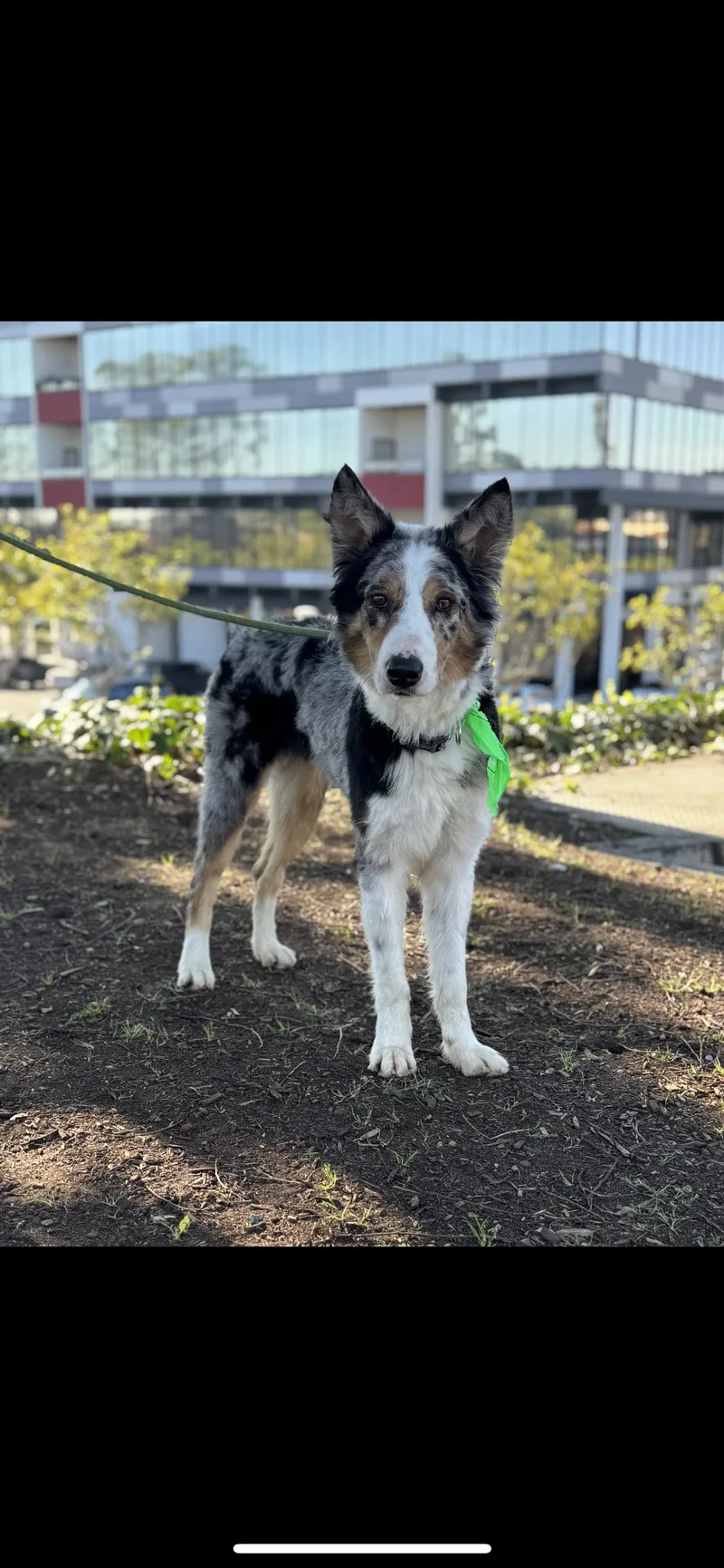 Indiana Bones thumbnail 2