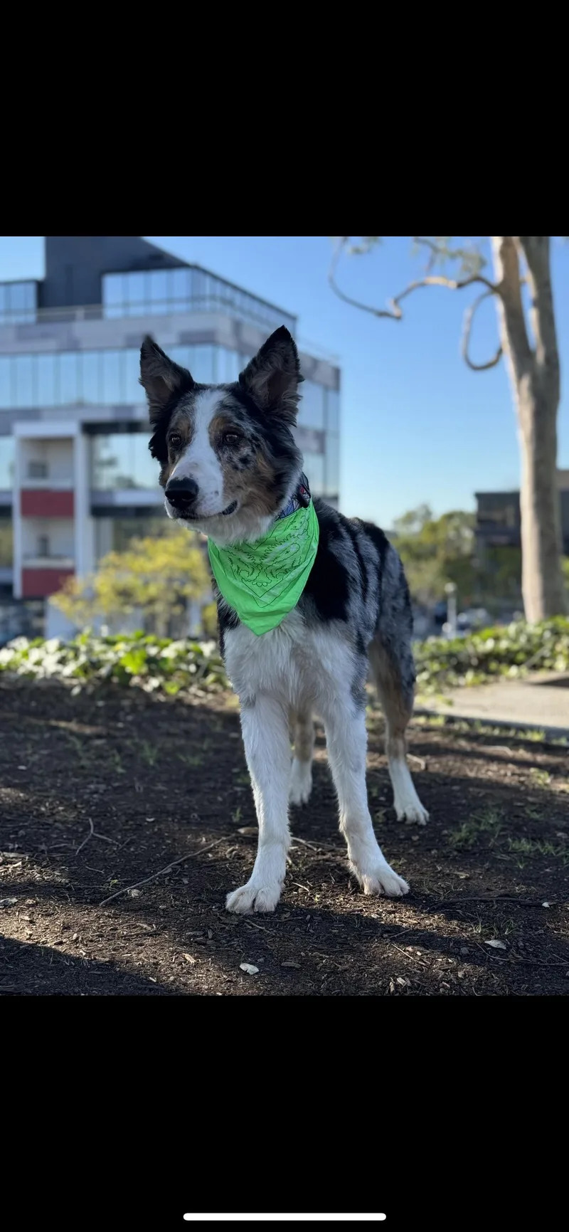 Indiana Bones thumbnail 3