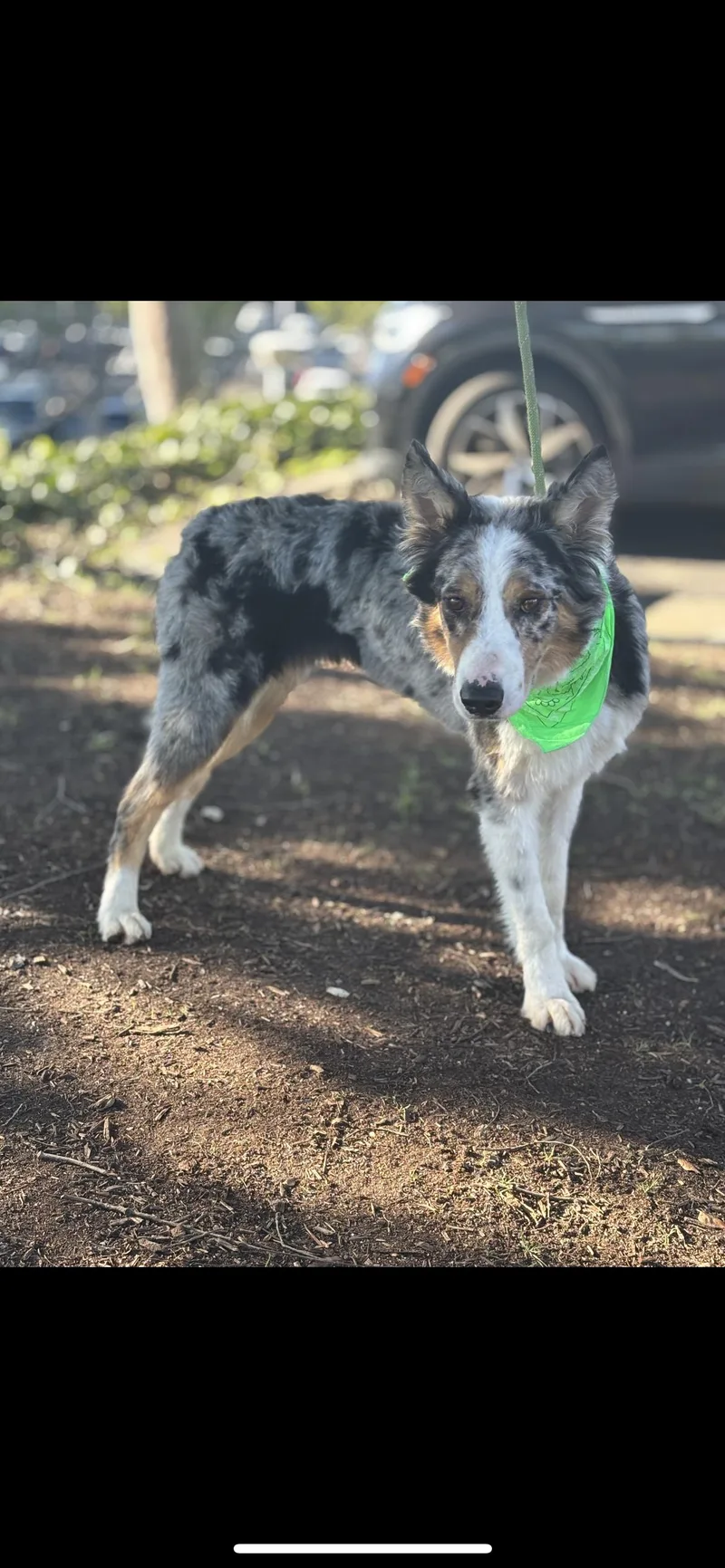 Indiana Bones thumbnail 5