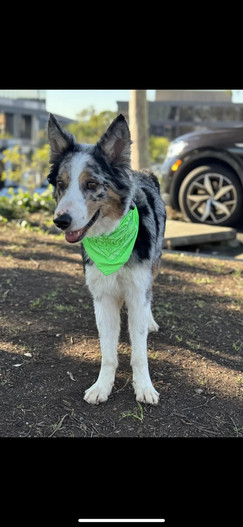 Indiana Bones thumbnail 6