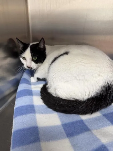 A senior large-sized female Black & White / Tuxedo Domestic Short Hair cat named Pelpy for adoption in Englewood, FL