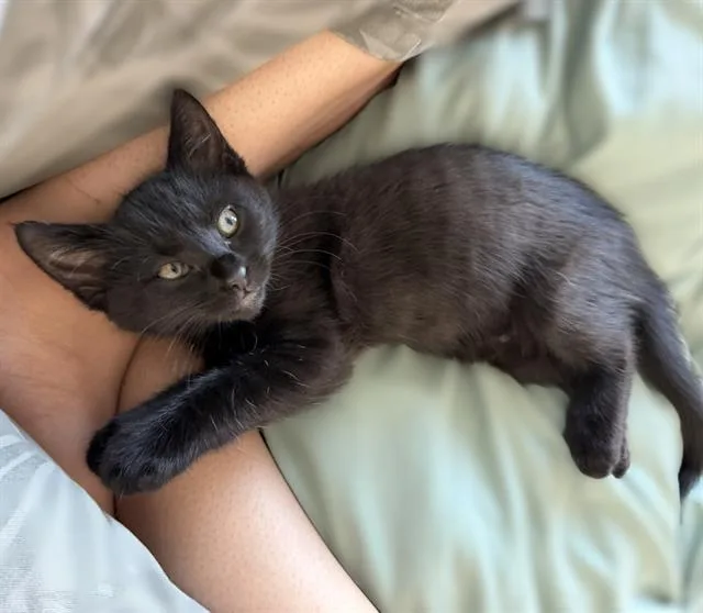 A baby small-sized female Domestic Short Hair cat named Opal for adoption in Sacramento, CA