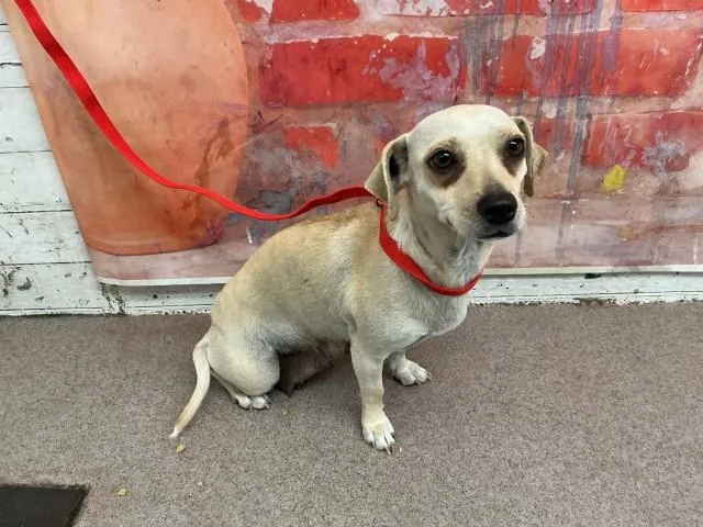 An adult small-sized female Chihuahua dog named Freya for adoption in San Bernardino, CA