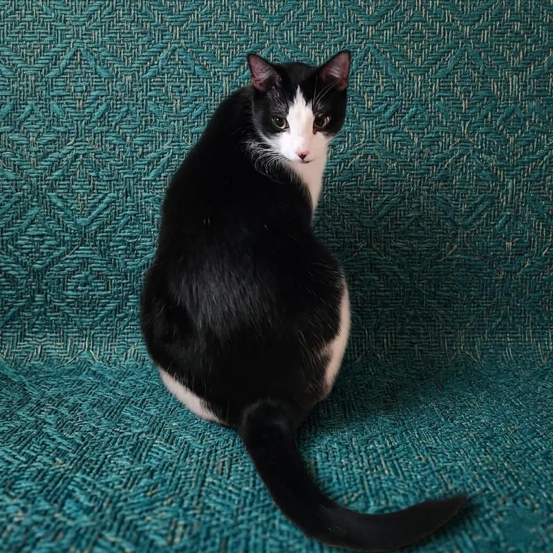 An adult large-sized male Black & White / Tuxedo Domestic Short Hair cat named Tuxie for adoption in Allen, TX