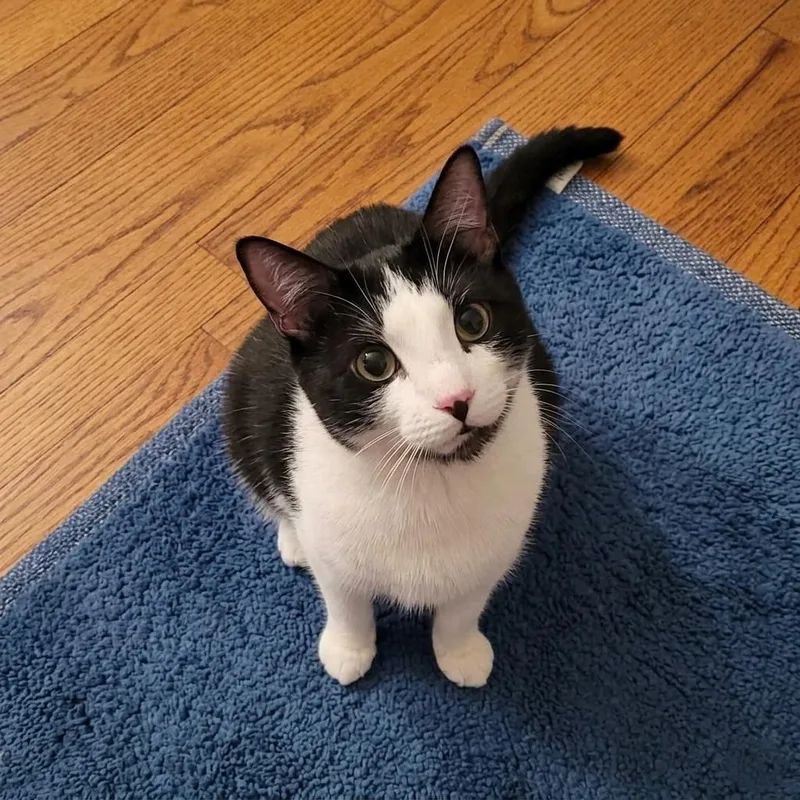 Tuxie thumbnail 2