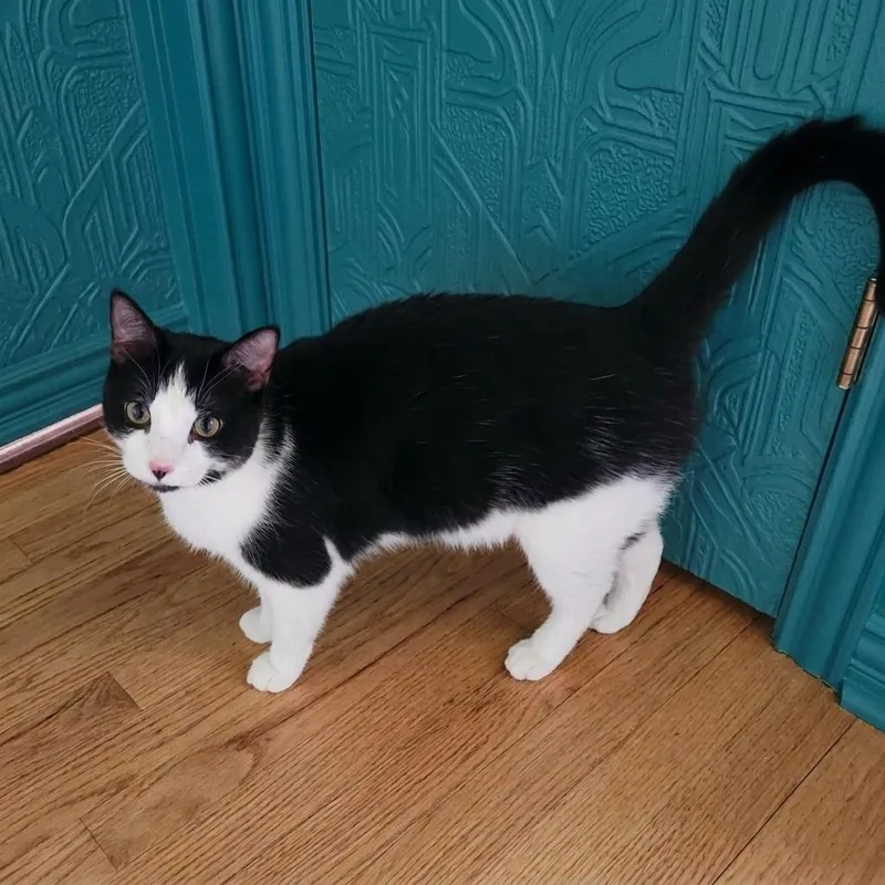 Tuxie thumbnail 3