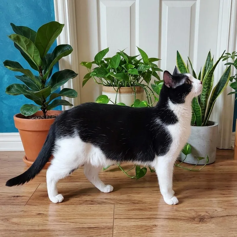 Tuxie thumbnail 4