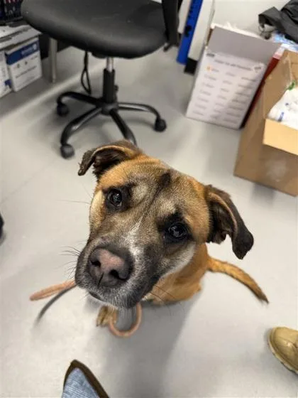 An adult medium-sized male Mixed Breed dog named Leaf for adoption in West Chester, PA