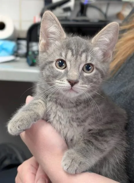 A baby small-sized male Domestic Short Hair cat named Titanium for adoption in Canfield, OH