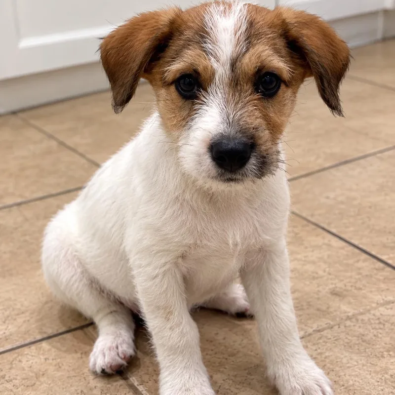 A baby medium-sized male White / Cream Terrier dog named Asher for adoption in Cashmere, WA