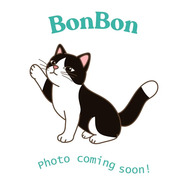 A baby medium-sized female Black & White / Tuxedo American Shorthair cat named Bonbon for adoption in Houston, TX