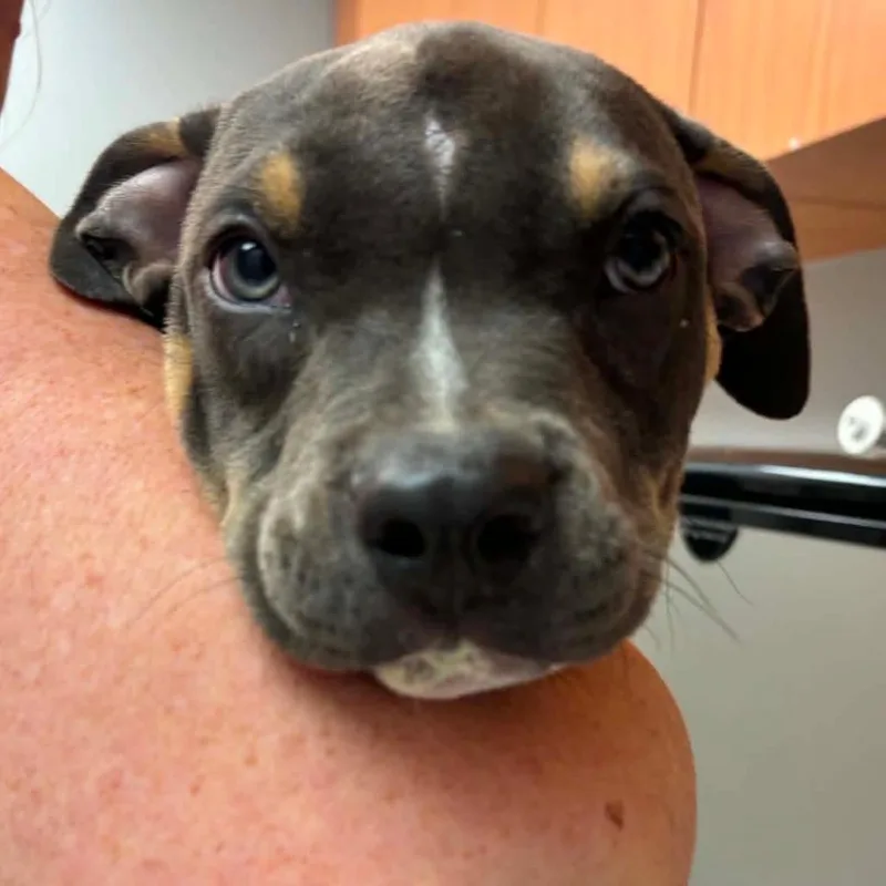 A baby small-sized male Gray / Blue / Silver Pit Bull Terrier dog named Jimmy Buffett for adoption in Wichita, KS