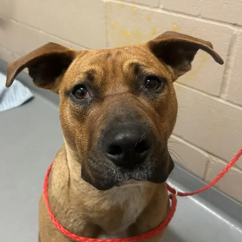 A young medium-sized male Red / Chestnut / Orange Pit Bull Terrier dog named Benedict for adoption in Tacoma, WA