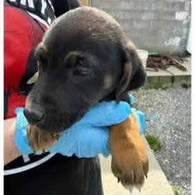A baby medium-sized male Black Mixed Breed dog named Newton for adoption in New York, NY