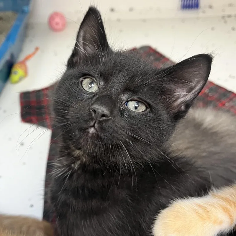 A baby small-sized female Black Domestic Short Hair cat named Styx for adoption in Champaign, IL