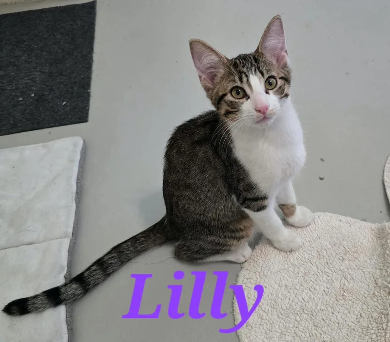 Lily