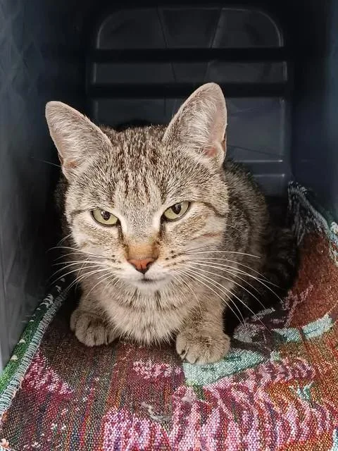 An adult medium-sized female Tabby (Brown / Chocolate) Domestic Short Hair cat named Hollypaw for adoption in Winthrop, ME