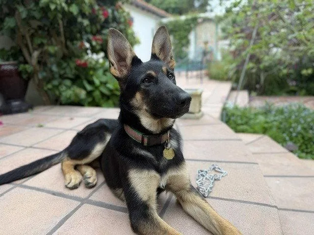 A young medium-sized female German Shepherd Dog dog named Sonora Oas for adoption in Cupertino, CA
