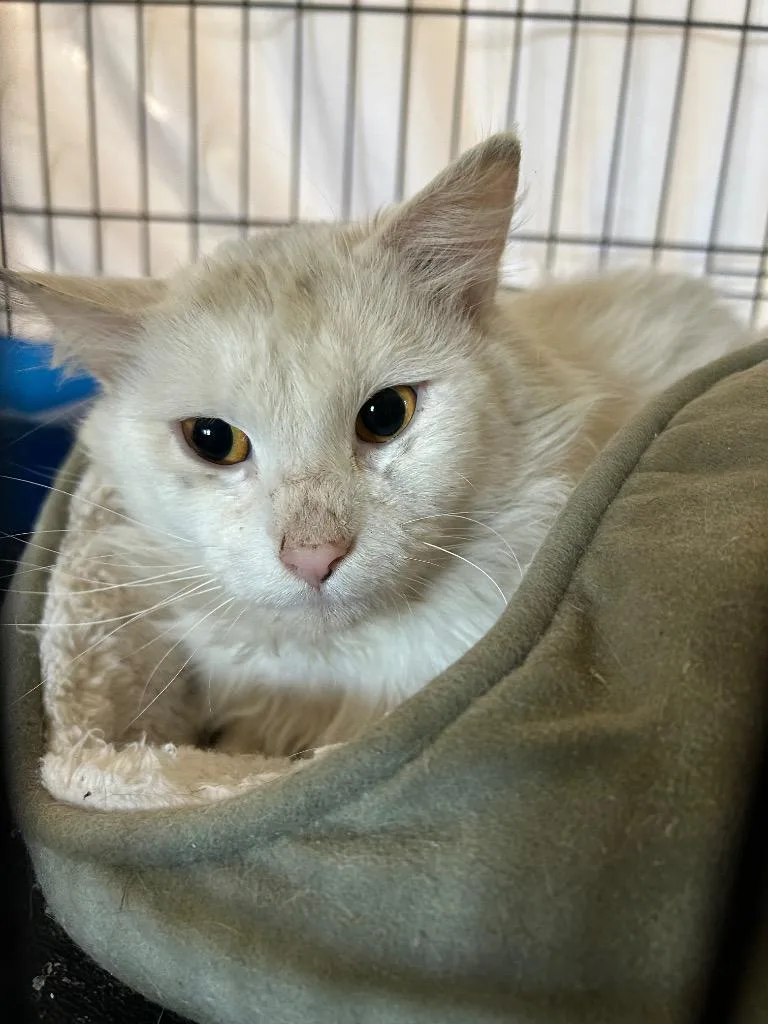 A young large-sized male Domestic Medium Hair cat named Falkor Ii for adoption in Portland, IN