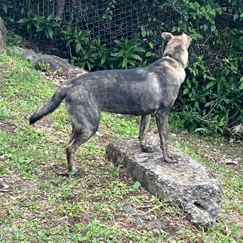 Nevaeh "make My Dream thumbnail 5