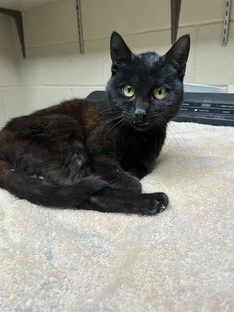 A young medium-sized male Domestic Short Hair cat named Sampson for adoption in Chester, SC