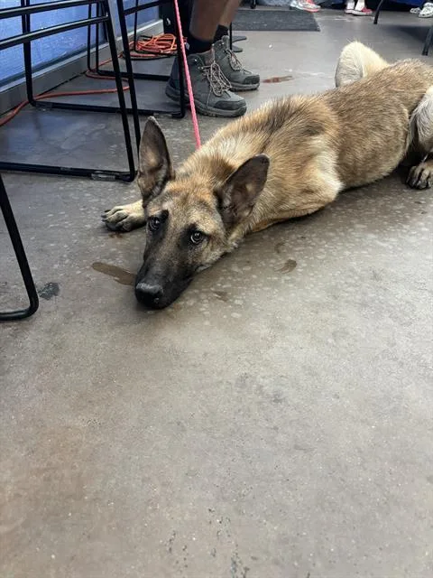 A young large-sized male Mixed Breed dog named Jake for adoption in Dallas, TX