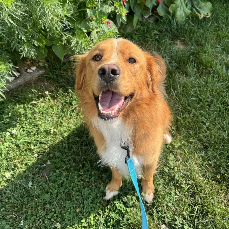 Ham
