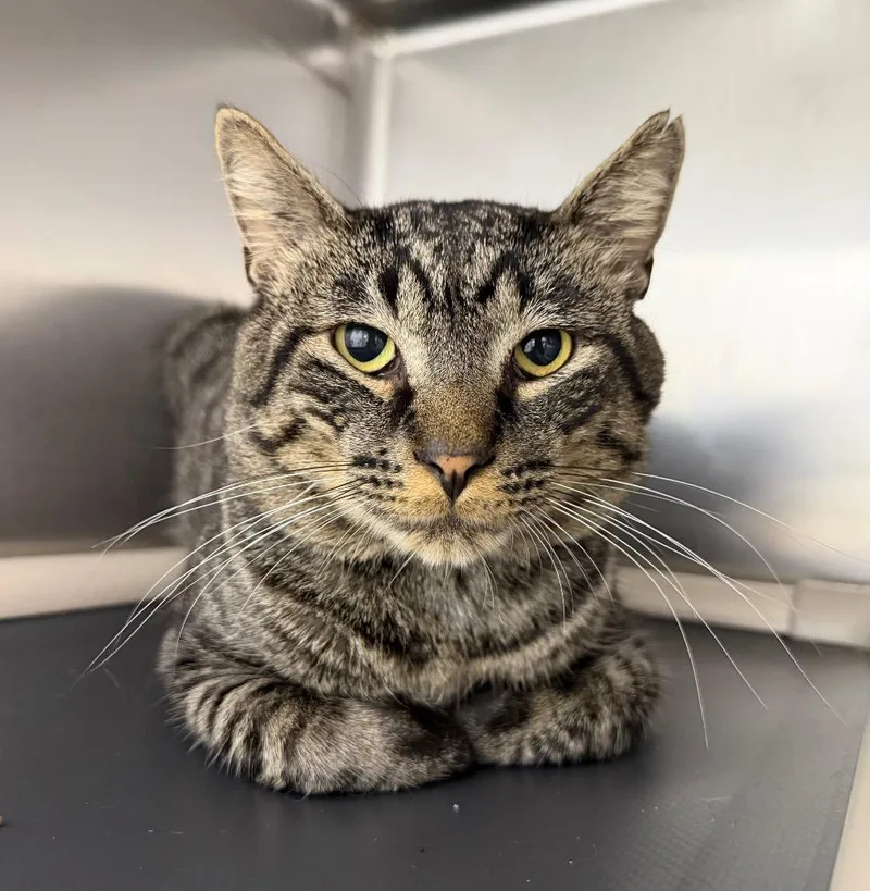 A young medium-sized male Domestic Short Hair cat named Tabbster for adoption in Pomona, NY