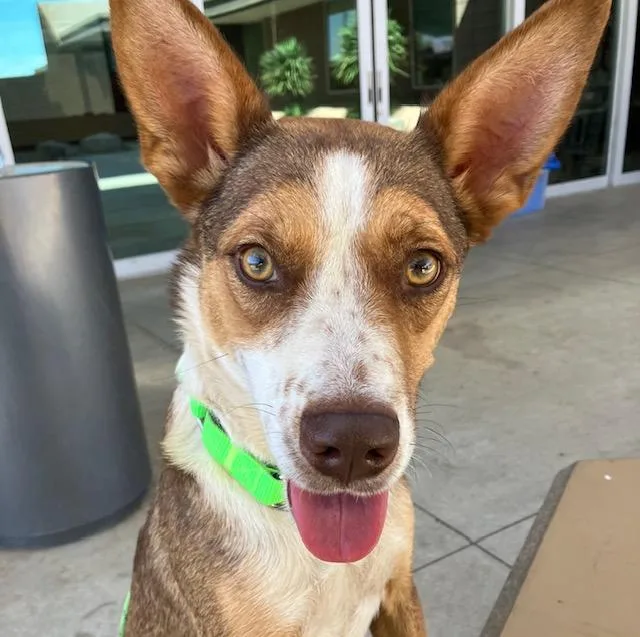 A young medium-sized female Australian Cattle Dog / Blue Heeler dog named Katie for adoption in Tucson, AZ