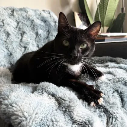 An adult small-sized male Black Domestic Short Hair cat named Whiskers for adoption in Atlanta, GA