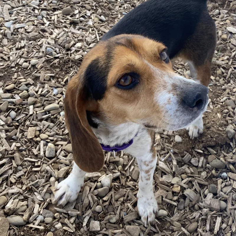 An adult small-sized female Brown / Chocolate Beagle dog named Snoogle for adoption in Elyria, OH