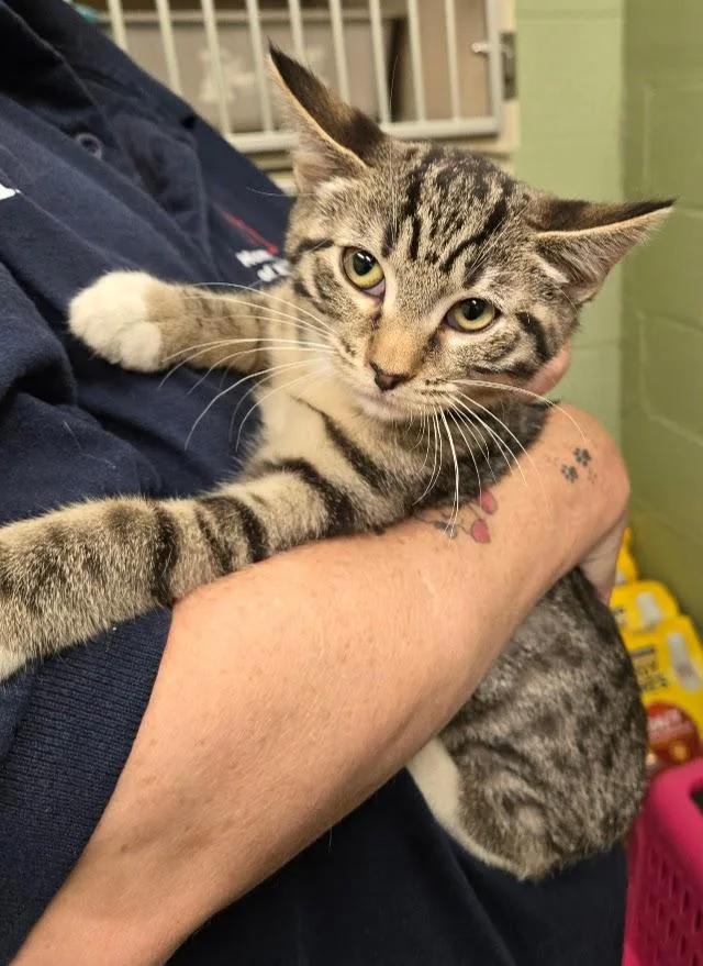A baby small-sized female Tabby (Brown / Chocolate) Tabby cat named Cinnamon for adoption in New Rochelle, NY