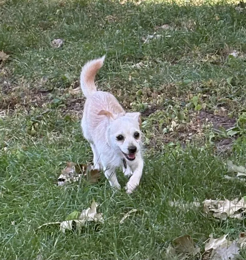 An adult medium-sized male Terrier dog named Sheldon for adoption in West Bloomfield, MI