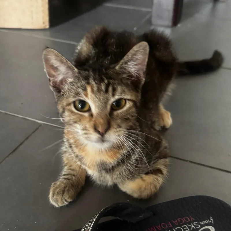 A baby small-sized female Brown / Chocolate Domestic Short Hair cat named Capella for adoption in Los Angeles, CA