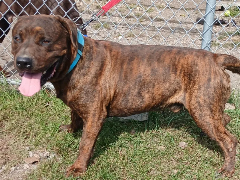 An adult large-sized male Brindle Mixed Breed dog named Bronson for adoption in Miller Beach, IN